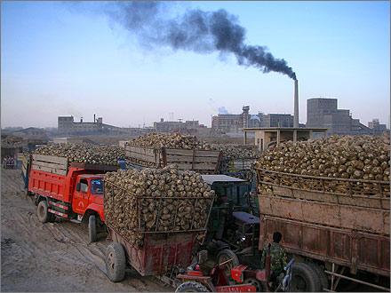 Photographs of the 2007 sugar beet harvest in Xinjiang, China.