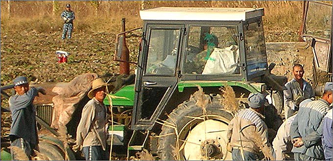 Photographs of the 2007 sugar beet harvest in Xinjiang, China.