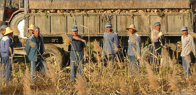 Photographs of the 2007 sugar beet harvest in Xinjiang, China.