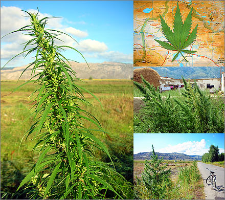 Marijuana grows in China's northwestern region of Xinjiang.