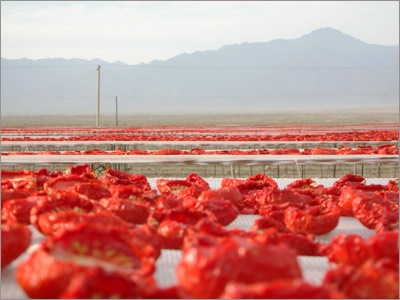 Demeter Foods' tomatoes drying on racks near Hejing, Xinjiang, with the Tian Shan Mountains in the distance.