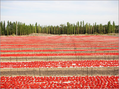 It's tough to capture the extent of the operation in a photo. Our drying racks (if layed out end-to-end) measure 12,500 meters.